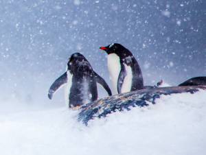 Linux-News im Januar 2021
