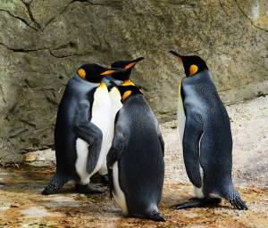 Linux-News im Juni 2020